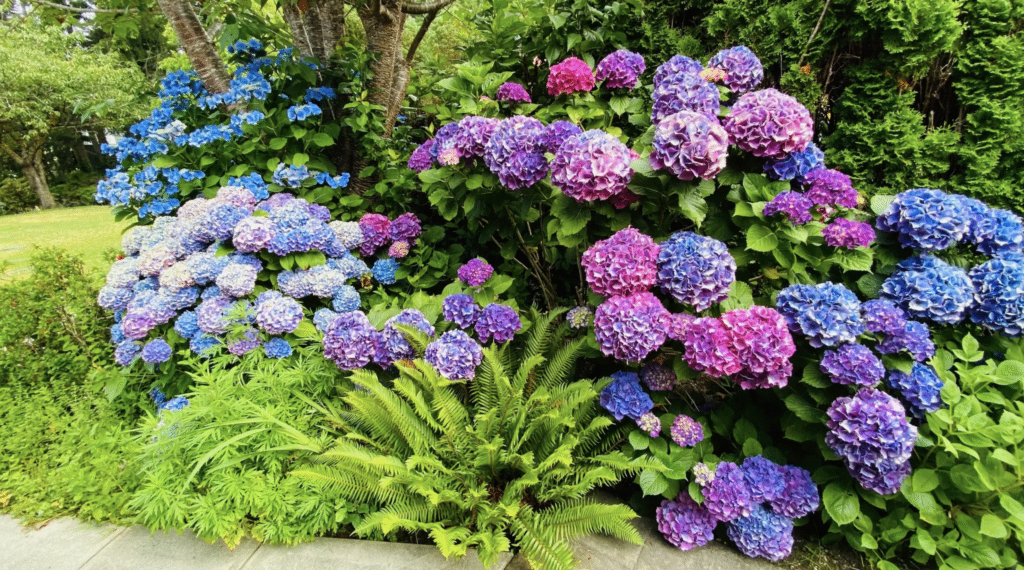 Our Rooms Madeira Park Ocean Villa